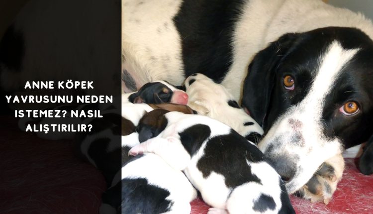 Anne Köpek Yavrusunu Neden İstemez? Nasıl Alıştırılır?