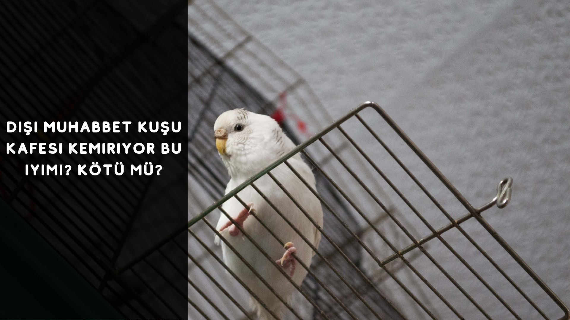Dişi Muhabbet Kuşu Kafesi Kemiriyor Bu İyi Mi? Kötü Mü?