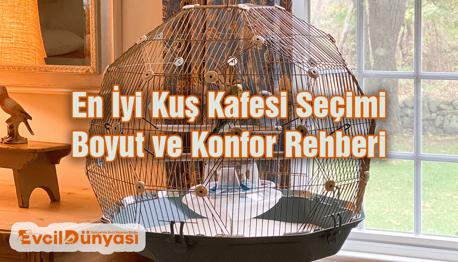 En İyi Kuş Kafesi Seçimi Boyut ve Konfor Rehberi
