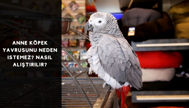 Jako Papağan Hırlaması Nasıl Kesilir?