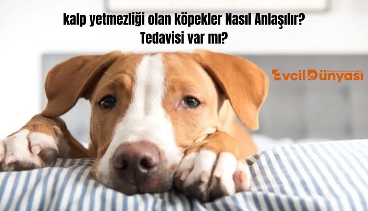 Kalp Yetmezliği Olan Köpekler​ Nasıl Anlaşılır? Tedavisi Var Mı?
