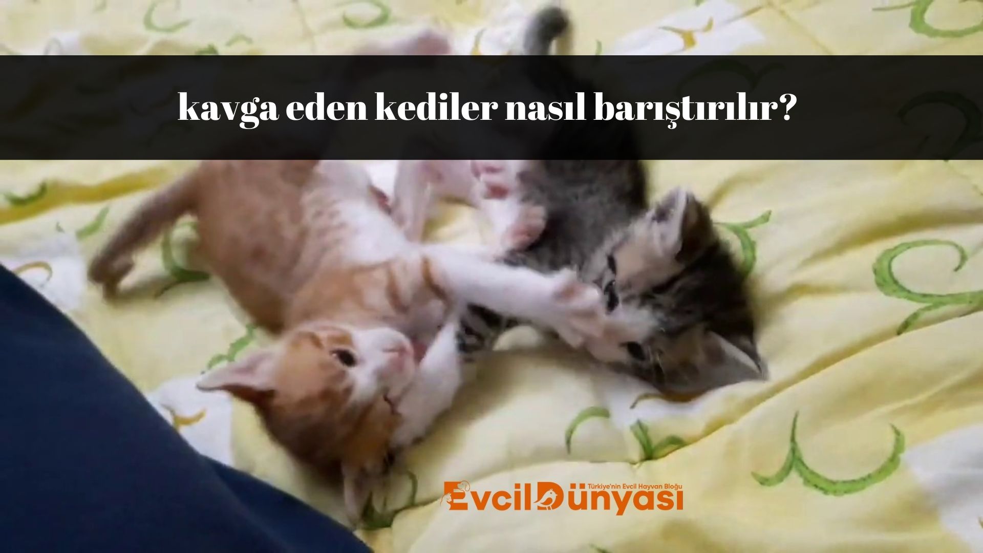 Kavga Eden Kediler Nasıl Barıştırılır​?