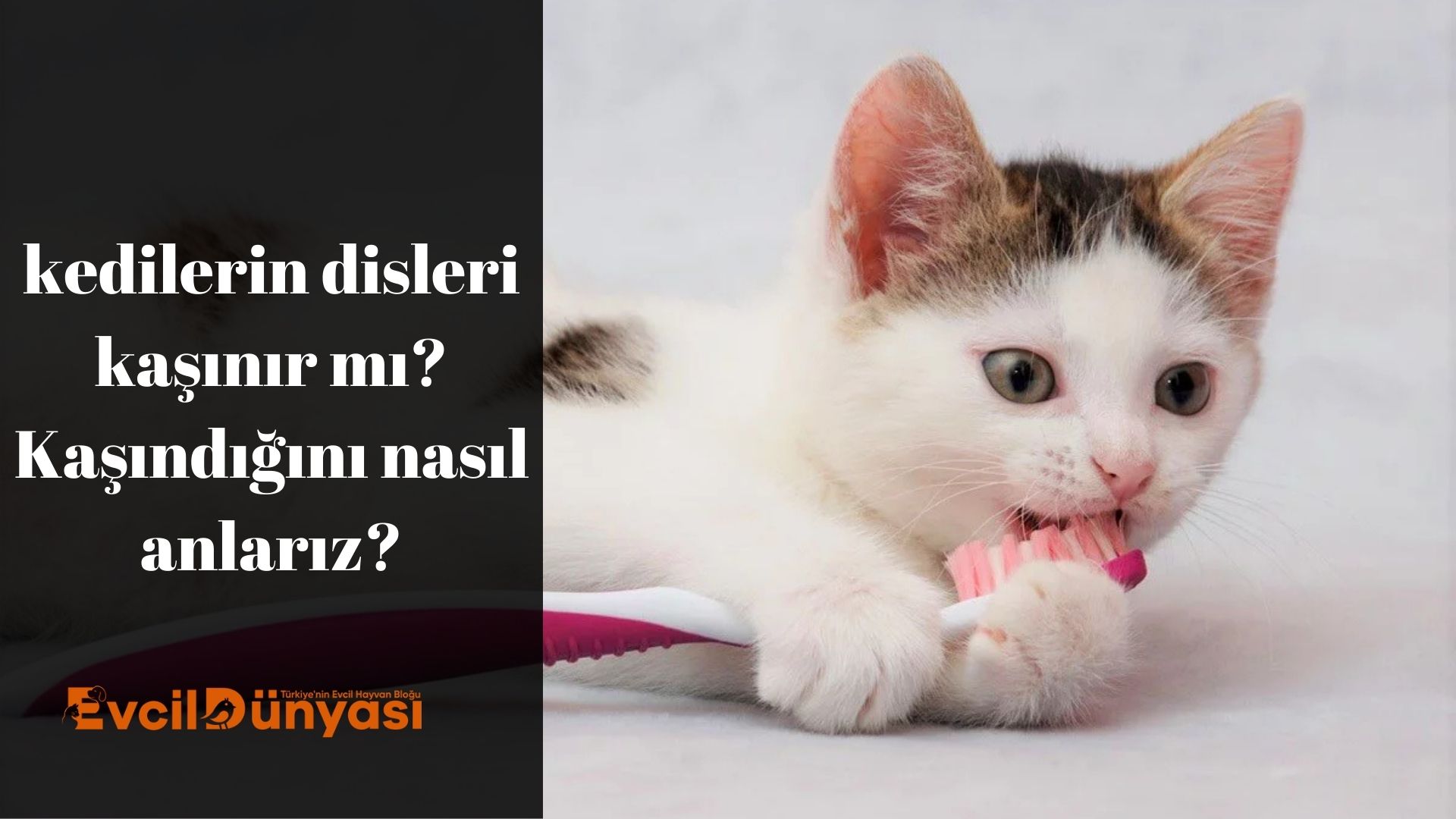 kedilerin disleri kaşınır mı Kaşındığını nasıl anlarız