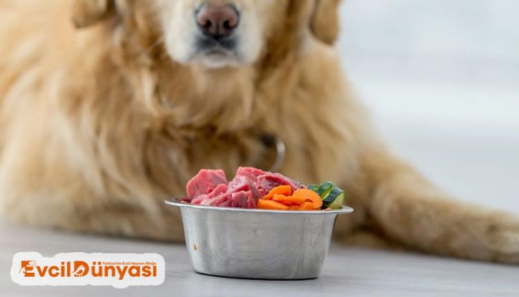 Köpeklerde Beslenme Hangi Gıdalar Zararlı ve Tehlikelidir?