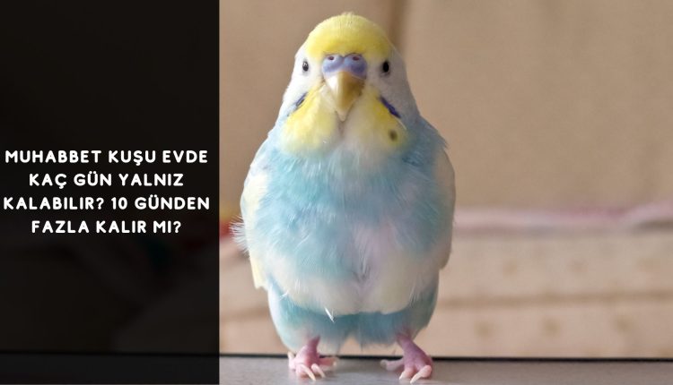 Muhabbet Kuşu Evde Kaç Gün Yalnız Kalabilir? 10 Günden Fazla Kalır Mı?