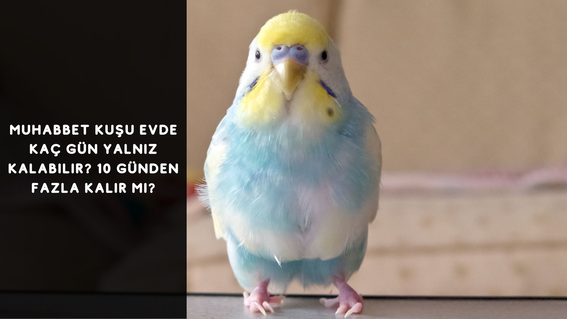 Muhabbet Kuşu Evde Kaç Gün Yalnız Kalabilir? 10 Günden Fazla Kalır Mı?