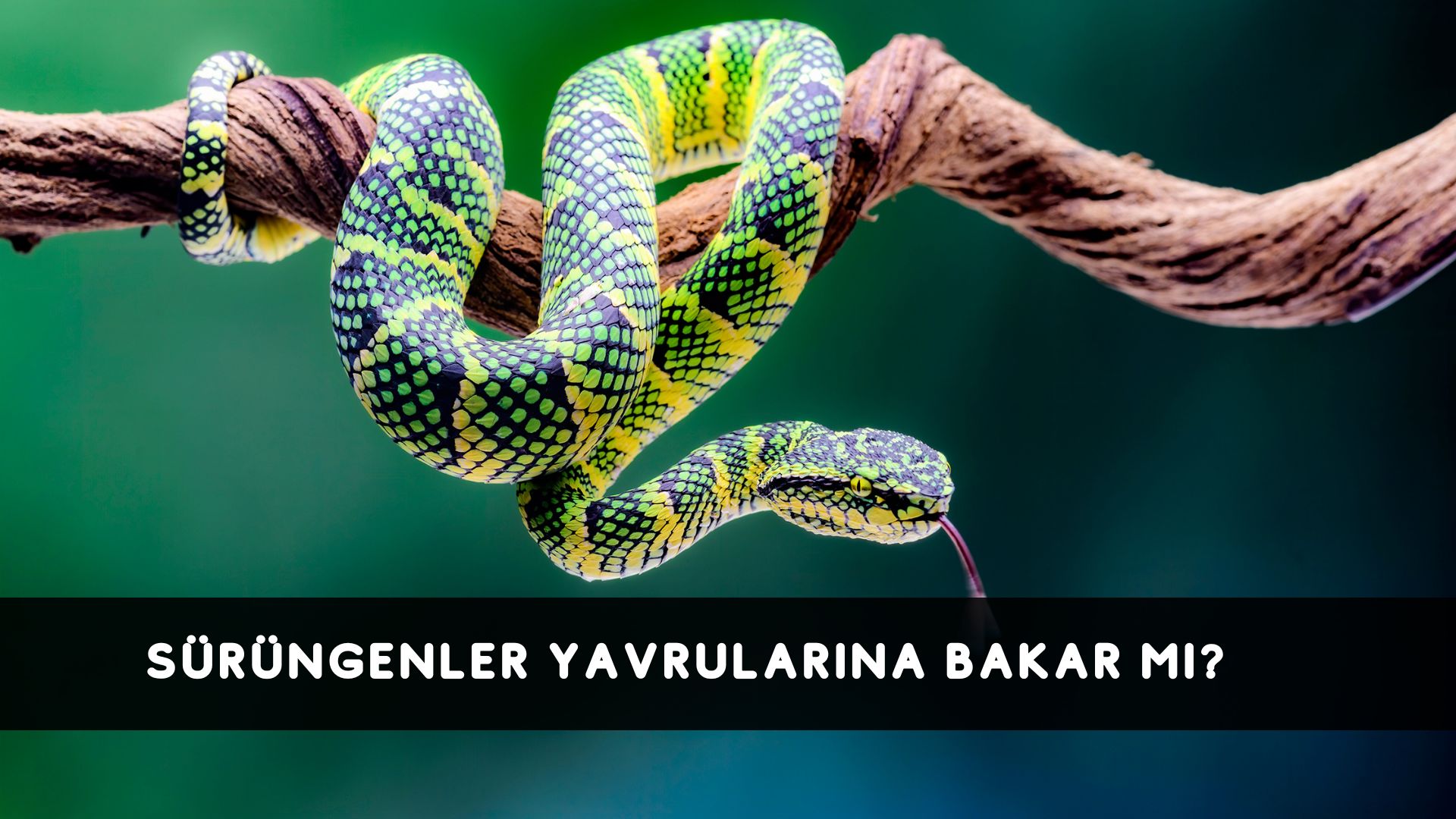 Sürüngenler Yavrularına Bakar Mı?
